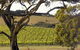 The Islander Estate Vineyards Pty Ltd - thumb 1