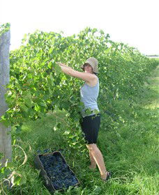 Robinvale Wines - Winery Find 3