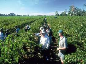 Padthaway Estate Winery - Winery Find 1