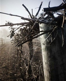 Andrew Peace Wines - Winery Find 2