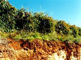 DiGiorgio Family Wines - Winery Find 2