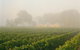 Yalumba Coonawarra Estate - thumb 2