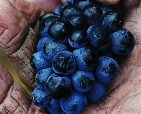 Montara Wines - Winery Find 2