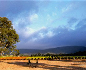 Mount Avoca - Winery Find 0