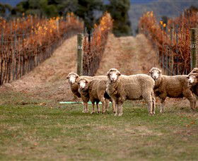 Mount Avoca - Winery Find 5