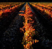 Sandhurst Ridge - Winery Find