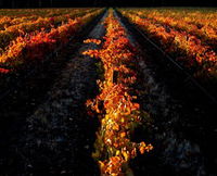 Book Marong Accommodation Vacations Winery Find Winery Find