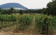 Mount Buninyong Winery - thumb 0