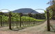Mount Buninyong Winery - thumb 2
