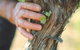 Campbells Wines - thumb 3