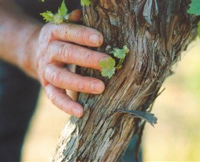 Campbells Wines - Winery Find 3