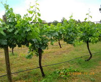 Rose Hill Estate Wines