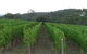 Redbox Vineyard & Winery - thumb 2