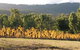 Steels Creek Estate - thumb 0