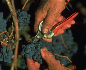 Delatite Wines - Winery Find 6