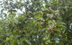 Tin Shed Cider - thumb 2