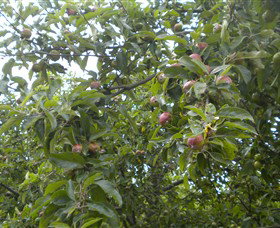 Tin Shed Cider - Winery Find 2