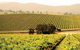 De Bortoli Yarra Valley Estate - thumb 7