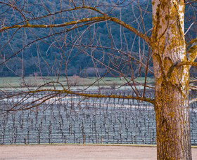 Chrismont - Winery Find 3
