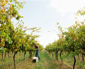 Scotchmans Hill - Winery Find 2