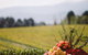 Squitchy Lane Vineyard - thumb 1