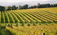 Squitchy Lane Vineyard - thumb 3