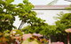 Squitchy Lane Vineyard - thumb 6