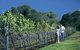 South Burnett Wine Trail - thumb 0