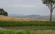 Pankhurst Wines - thumb 2
