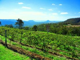 Kulpi ACT Winery Find