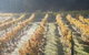 Twisted Gum Wines - thumb 1