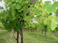 Book Crows Nest Accommodation Vacations Winery Find Winery Find