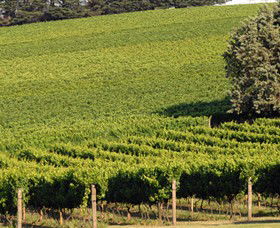 Wild Dog Winery & Restaurant - Winery Find 1