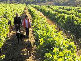 Darlington Estate Winery And Restaurant - Winery Find 0