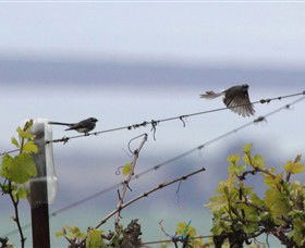 Windy Ridge Vineyard And Winery - Winery Find 4