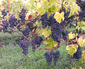 Windy Ridge Vineyard And Winery - Winery Find 5