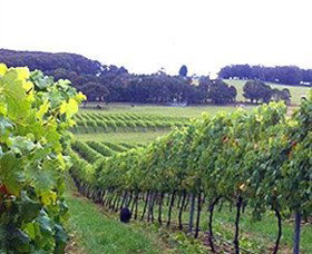 Banjo's Run Winery And Vineyard - Winery Find 0