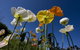 Hunter Valley Gardens - thumb 7