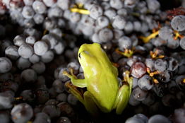 Brisbane Market QLD Winery Find