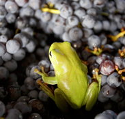 Normanby Wines