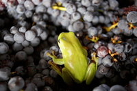 Normanby Wines