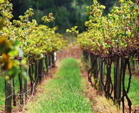 Fussy Grape Winery - Winery Find 1