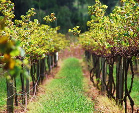 Fussy Grape Winery - Winery Find 2
