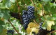 Fern Gully Winery - thumb 3
