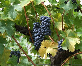Fern Gully Winery - Winery Find 3