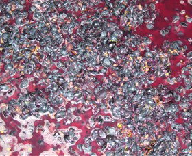 Fern Gully Winery - Winery Find 4