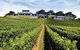Sirromet Wines - thumb 0