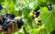 Sirromet Wines - thumb 4