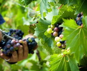Sirromet Wines - Winery Find 4