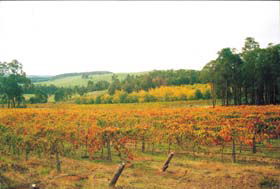 Beelerup WA Winery Find